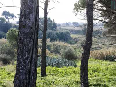 La folta e rigogliosa vegetazione che circonda la masseria